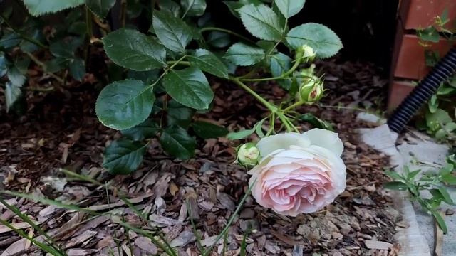 Любимая плетистая роза Пьер де Ронсар. Роза Айсберг Эден Роуз. Обзор сортов смотреть онлайн