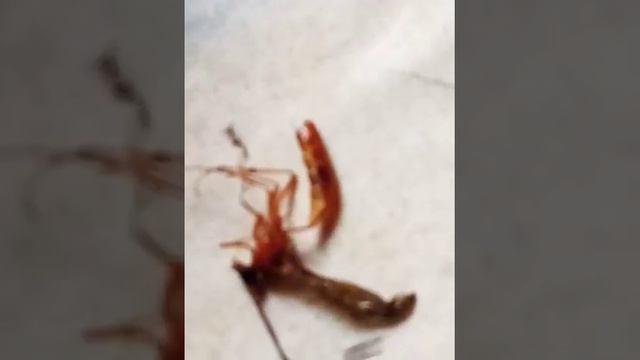 ДОШИРАК 😁. Не ну как так то? смотреть онлайн