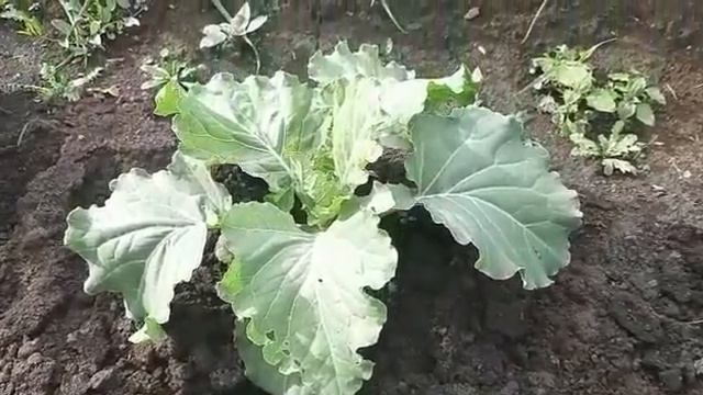 КАПУСТА. ЧЕМ ПОДКОРМИТЬ КАПУСТУ ДЛЯ 100 % ЗАВЯЗИ ВСЕХ ПЛОДОВ КАПУСТЫ. ЗАЩИТА ОТ ВРЕДИТЕЛЕЙ КАПУСТЫ. смотреть онлайн