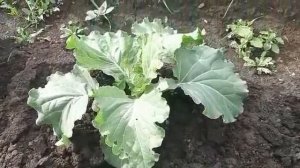 КАПУСТА. ЧЕМ ПОДКОРМИТЬ КАПУСТУ ДЛЯ 100 % ЗАВЯЗИ ВСЕХ ПЛОДОВ КАПУСТЫ. ЗАЩИТА ОТ ВРЕДИТЕЛЕЙ КАПУСТЫ.