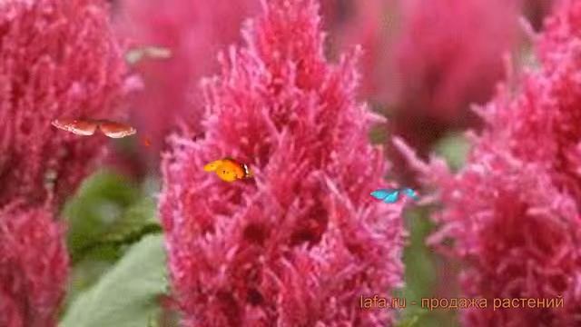 Целозия перистая Дарк Пинк ? перистая целозия Дарк Пинк обзор: как сажать, семена целозии Дарк Пинк смотреть онлайн