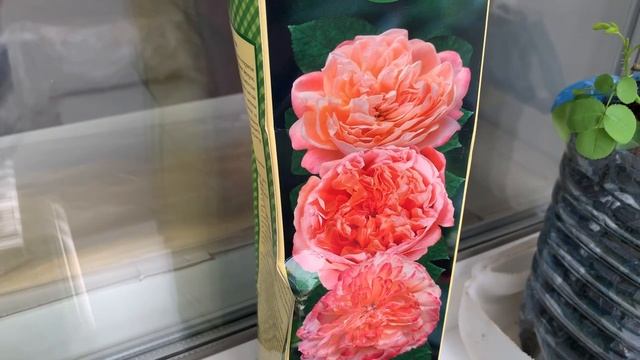 Как растут мои розы, купленные в феврале 2022г. смотреть онлайн