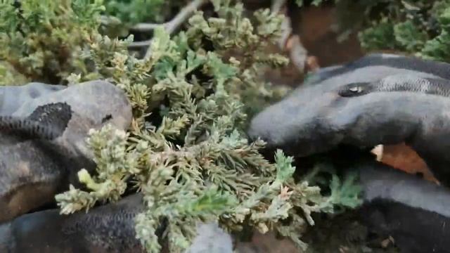 盆栽Bonsai Juniperus procumbens nana-Cascada (懸崖 Kengai ) - Des alambrado y limpieza de acículas смотреть онлайн