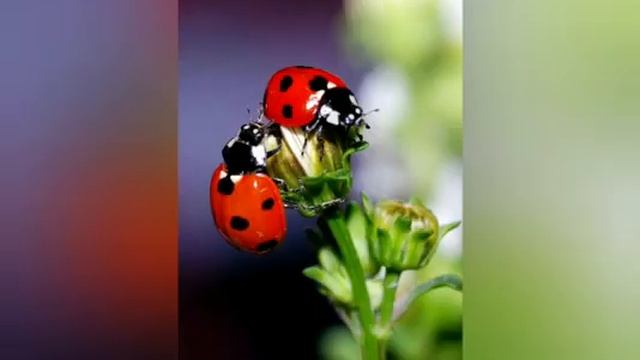 Викторина “Луга и леса нашей Родины" Часть 2 смотреть онлайн