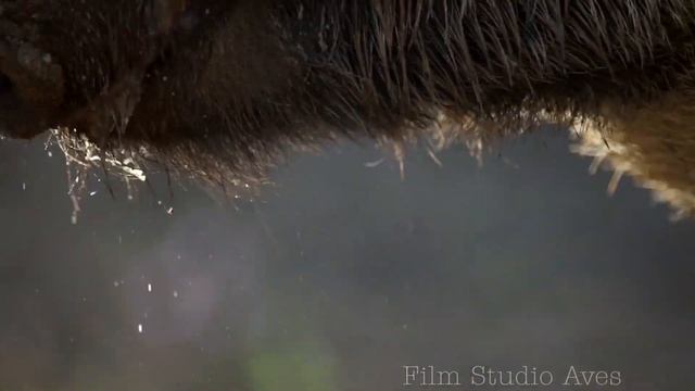 Интересные наблюдения за кабанами | Film Studio Aves смотреть онлайн