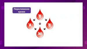 Биология. 8 класс. Группы крови. Переливание крови. Резус-фактор. Агглютинация /08.12.2020/