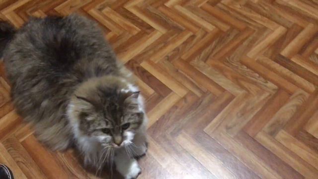 Сибирский кот Потап. Вечер пятницы смотреть онлайн