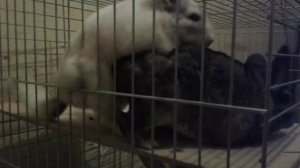 Спаривание шиншилл