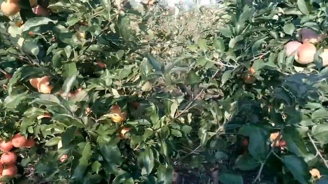 Сорт яблок Флорина на подвое  М9. Начало уборки Галы