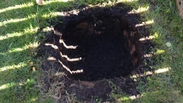 Гортензия Метельчатая. Формирование штамба. 03.09.20. Часть №4. смотреть онлайн