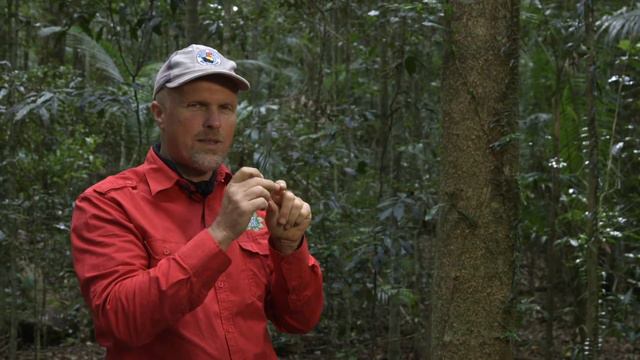 Candle Vine Pothos longipes 1 смотреть онлайн