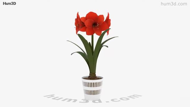 Amaryllis 3D model by Hum3D.com смотреть онлайн