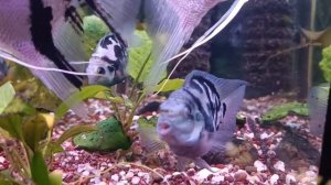 Сапфировый Попугай . Отличие самца от самки