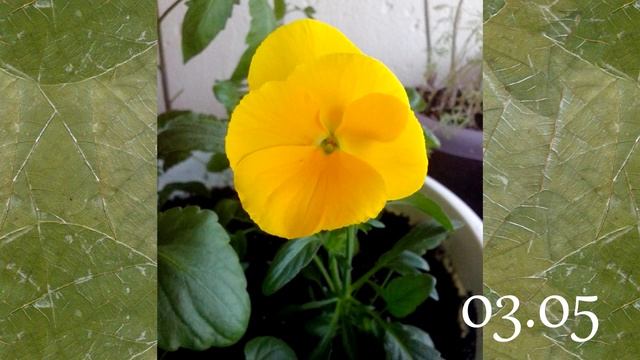 Виола. От ростка до цветка смотреть онлайн