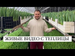 Живые видео с теплицы. Тюльпаны оптом к 8 марта
