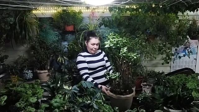 Формирование толстянки. Как сделать обрезку денежному дереву? смотреть онлайн