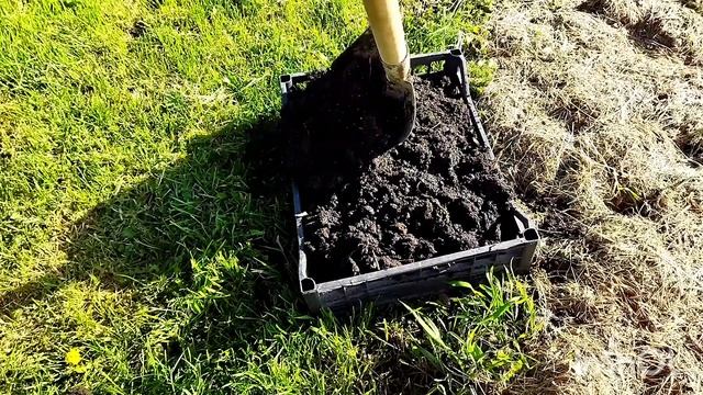 Картофель в ящиках, картофель под соломой.Огородные эксперименты мая.24.05.2022г. смотреть онлайн