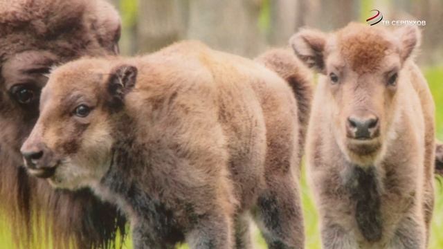 На Сенной площади открылась передвижная фотовыставка «Символ года — гордость века» смотреть онлайн