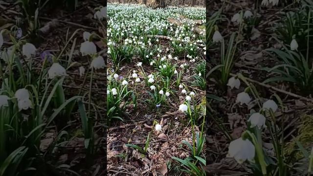 чудо природы это надо видеть смотреть онлайн