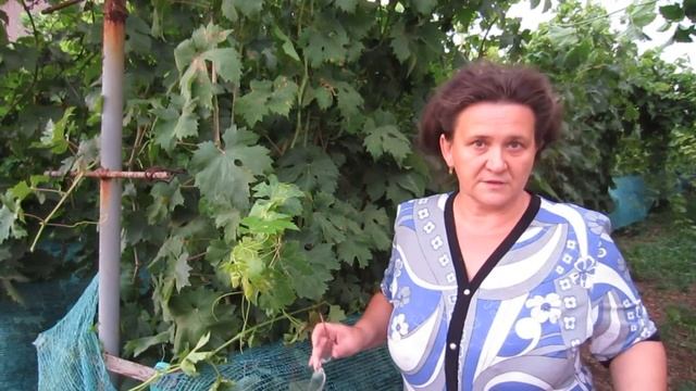 Бич винограда- милдью, методы борьбы, фунгициды и безвредные средства смотреть онлайн