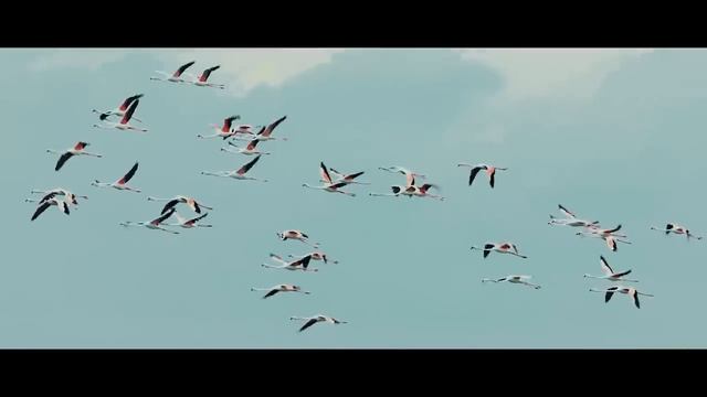 TAKE OFF with the new Canon EOS R7 – Song of Birds смотреть онлайн