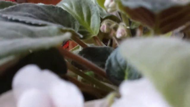 Белые фиалки. Սպիտակ մանուշակ. White violets смотреть онлайн