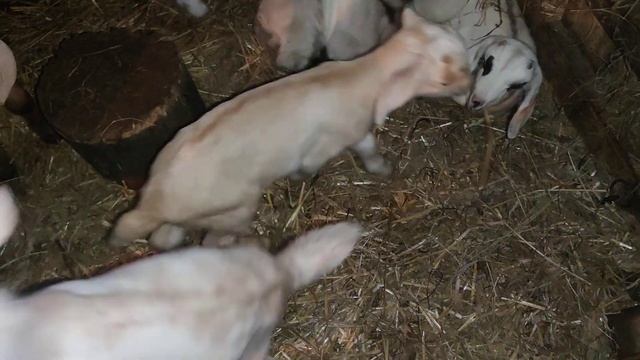 відповідаю про роздій кози яка не була кітна смотреть онлайн