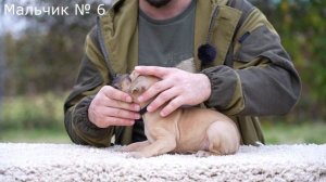 ЩЕНКИ ПИТБУЛЯ НА ПРОДАЖУ !!! Питомник Питбулей Dragon Life. Питбуль купить.