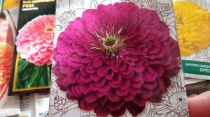 💐💐💐💐💐🌺🌺🌺🌺🌸💮🏵️🏵️🏵️ МАХРОВЫЕ СОРТА ЦИНИИ