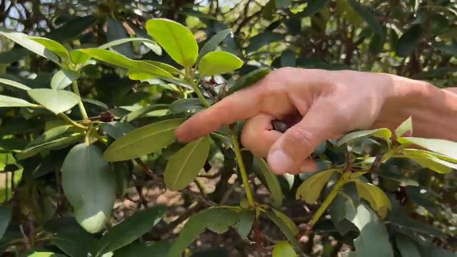 Der Rhododendron (Rosenbaum) – das mag er GAR NICHT смотреть онлайн