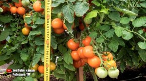 ЛУЧШИЕ ГИБРИДЫ ТОМАТОВ ДЛЯ ОТКРЫТОГО ГРУНТА НЕПРИХОТЛИВЫЕ И УРОЖАЙНЫЕ