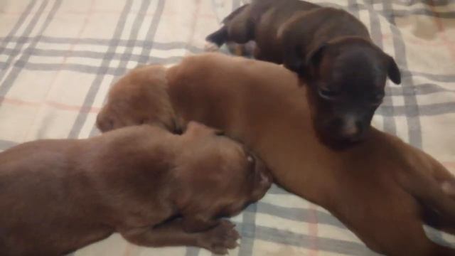 Питбули Кими и Спайк!!! Щенки уже нападают друг на друга!!! смотреть онлайн