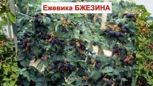 ЕЖЕВИКА БЖЕЗИНА - МОРОЗОСТОЙКИЙ сорт БЕЗ ШИПОВ. ВКУСНАЯ ЯГОДА. ОПИСАНИЕ СОРТА, характеристики ОТЗЫВ