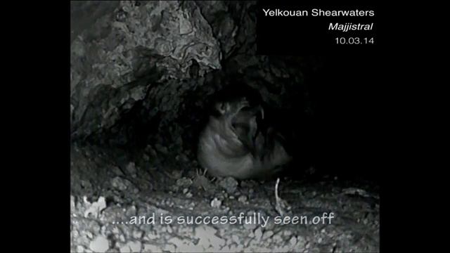Yelkouan Shearwater Nest, Territorial Fight!