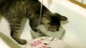 Кот моет посуду
