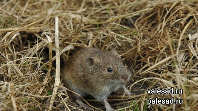 КАК ИЗБАВИТЬСЯ ОТ МЫШЕЙ В ОГОРОДЕ! смотреть онлайн