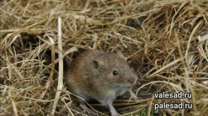 КАК ИЗБАВИТЬСЯ ОТ МЫШЕЙ В ОГОРОДЕ!