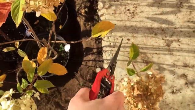 Как прикопать саженцы на зиму и сохранить их до весны. смотреть онлайн