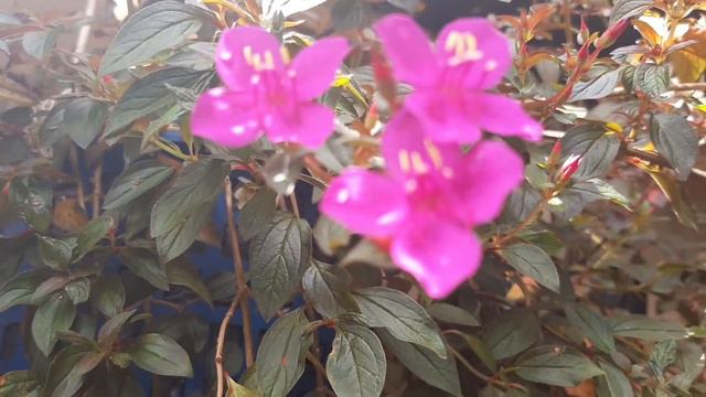 Centradenia Floribunda💚 Floración, Cuidados Y Reproducción. 💚🌸
