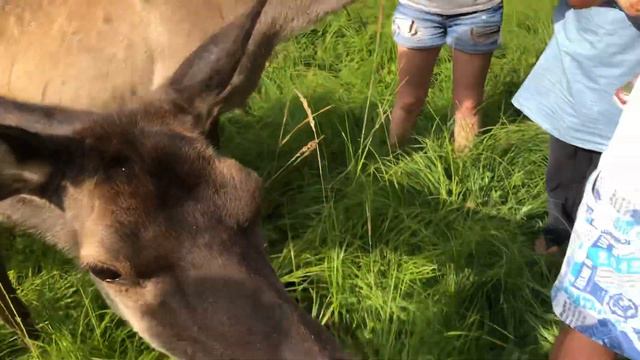 Мараловая ферма, Забайкальский край