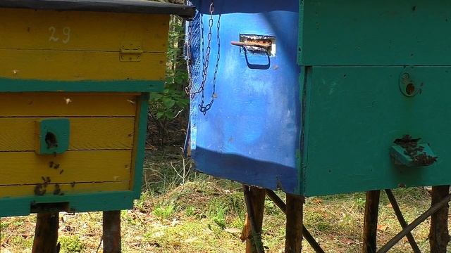 Как исправить ТРУТОВОЮ ПЧЕЛИНУЮ СЕМЬЮ? Этот вариант работает на ура!