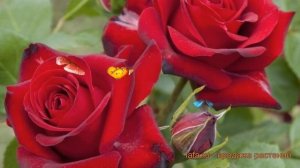 Роза флорибунда Николо Паганини (niccolo paganini) ? обзор: как сажать, саженцы розы Николо Паганин