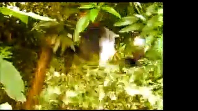 sitaki noma- cashfah and cactus +254722990990 смотреть онлайн