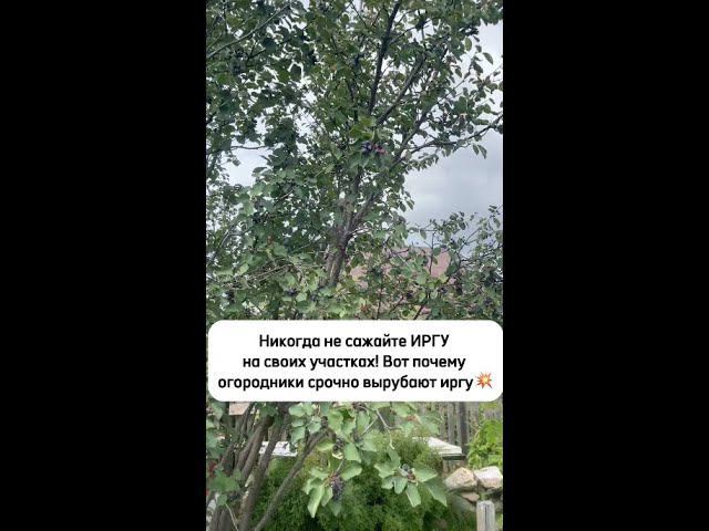 Никогда не сажайте ИРГУ в огороде! Все огородники вырубают иргу, и вот почему смотреть онлайн