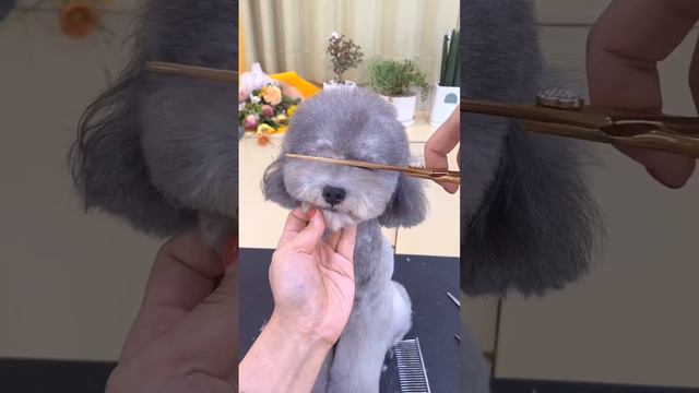 Трансформация баси после стрижки😻 смотреть онлайн