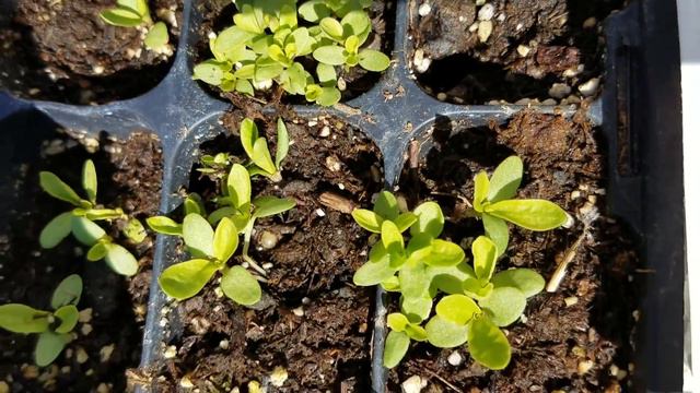 Petunia Flowers Seeds from Dollar Tree | Continued Part 2 смотреть онлайн
