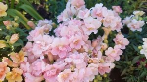 ТВИННИ разбушевался! Третье цветение за сезон! Карликовый махровый львиный зев.Сентябрь2021г