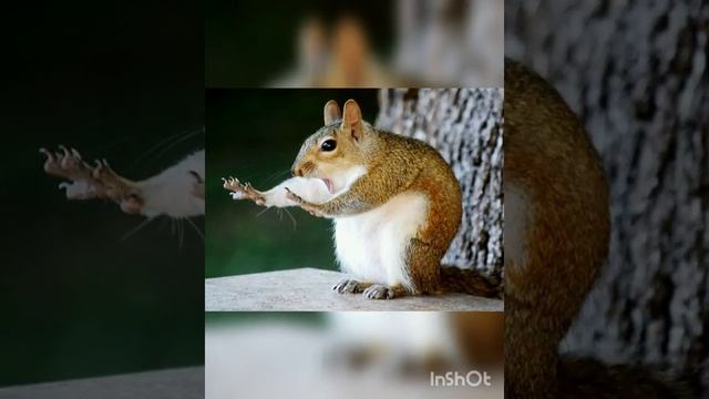 Милые животные!Милое видео!Животные!Я тебе поставлю лайк музыка!Фото животных!Animals foto! смотреть онлайн