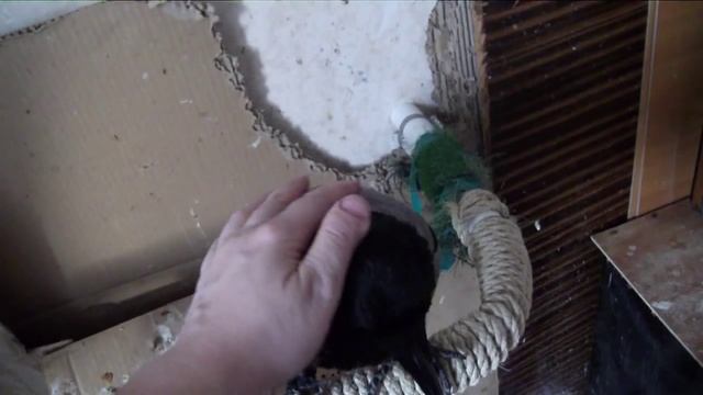 Сова, сова. Ты ворону погладь!