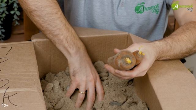 Как хранить морковь и свеклу?! Итоги эксперимента! смотреть онлайн